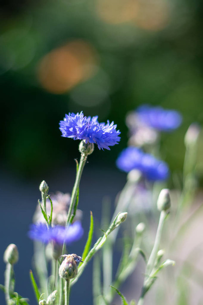 Flores de milho azuis close-up 5
 - Foto, Imagem