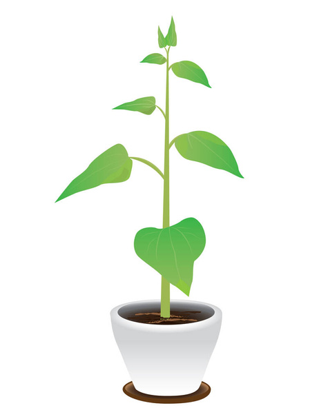 groeiende plant geïsoleerde pictogram ontwerp - Vector, afbeelding