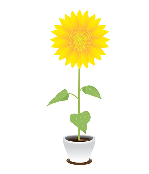 sunflower in pot, vector design - Vetor, Imagem