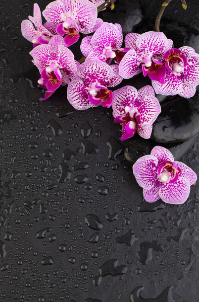 Vista dall'alto di fiori di orchidea e pietre da massaggio zen nere
  - Foto, immagini