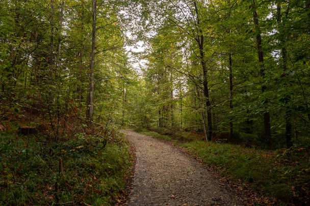 Muchos árboles grandes en el bosque, justo en el medio es un camino
 - Foto, imagen