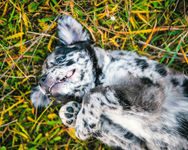 смешной щенок лабрадор с разного цвета глазами
 - Фото, изображение