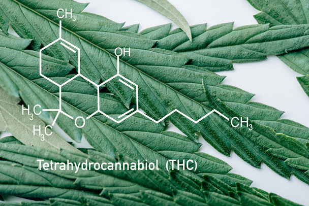 vista de cerca de la hoja de marihuana medicinal sobre fondo blanco con la ilustración de la molécula thc
 - Foto, Imagen