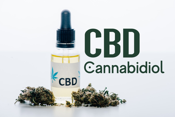 cbd oil in bottle near medical marijuana buds isolated on white with cbd illustration - Фото, изображение