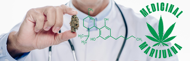 Beyaz önlüklü doktorun panoramik görüntüsü. Elinde tıbbi marihuana tomurcuğu var. Cbd molekülü ile beyaza izole edilmiş. - Fotoğraf, Görsel