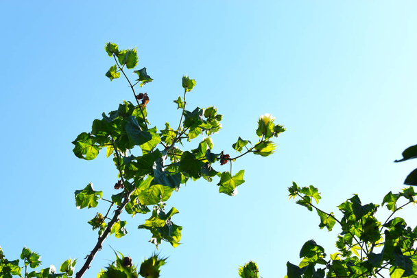 Cotton flower, Gossypium barbadense. Krásná silueta tvaru zelených listů a větví bavlníku ve slunečný den s modrou oblohou pozadí - Fotografie, Obrázek