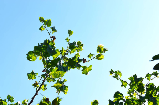 綿の花、ゴシピウムバルバデンテ。青空を背景に、晴れた日には緑の葉や綿の木の枝の美しいシルエット - 写真・画像