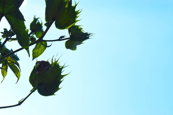 Хлопковый цветок, Gossypium barbadense. Красивая силуэтная форма зеленых листьев и ветвей хлопкового дерева в солнечный день на фоне голубого неба
 - Фото, изображение