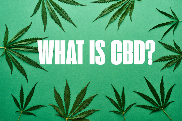 top view of green cannabis leaves on green background with white what is cbd illustration - 写真・画像