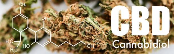close up view of medical marijuana buds on white background with cbd molecule illustration, panoramic shot - Photo, Image