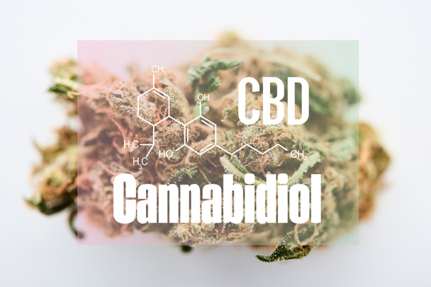 marijuana bud on white background with cbd molecule illustration - Φωτογραφία, εικόνα