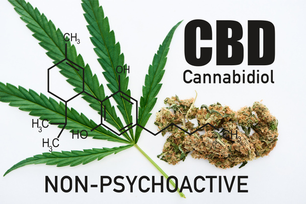 vista superior da folha de cannabis verde e botões de maconha no fundo branco com ilustração da molécula cbd
 - Foto, Imagem