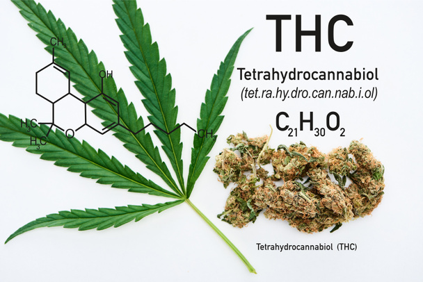 top view of green cannabis leaf and marijuana buds on white background with THC molecule illustration - Photo, Image