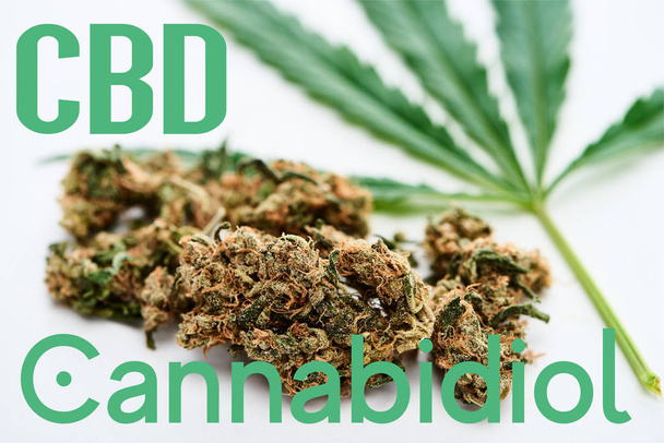 medical cannabis and marijuana leaf on white background with cbd illustration - Photo, Image