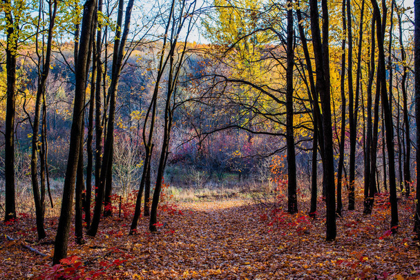 jesienny las - Zdjęcie, obraz