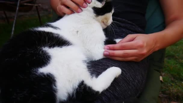 vrouwelijke eigenaar zittend in een stoel buiten met knuffelende kat in haar schoot. - Video