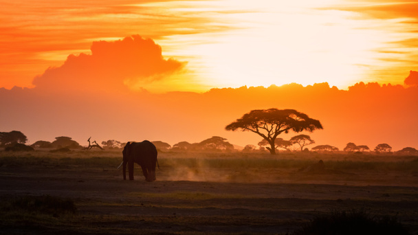 Yksinäinen norsu kävelee Amboselin kansallispuistossa auringonlaskun aikaan pölyn ja akasiatytön taustaa vasten.
.  - Valokuva, kuva