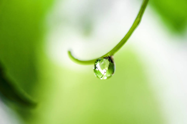 Zdrojem ekosystému jsou kapky vody na listech v období dešťů v deštném pralese.. - Fotografie, Obrázek