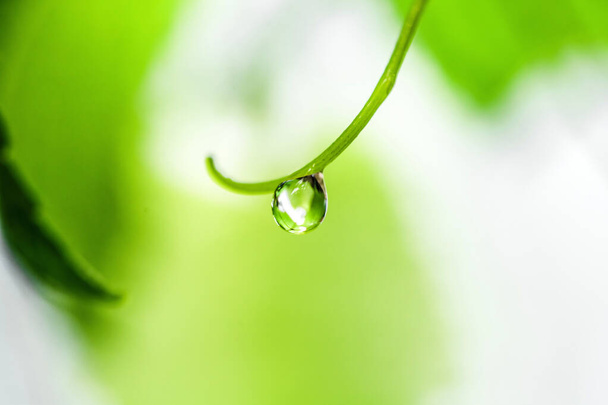 Zdrojem ekosystému jsou kapky vody na listech v období dešťů v deštném pralese.. - Fotografie, Obrázek