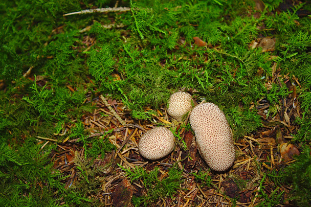 palla di terra comune nella foresta
 - Foto, immagini