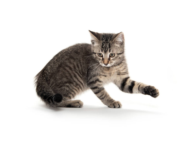 Cute tabby playing on white - Foto, Imagen