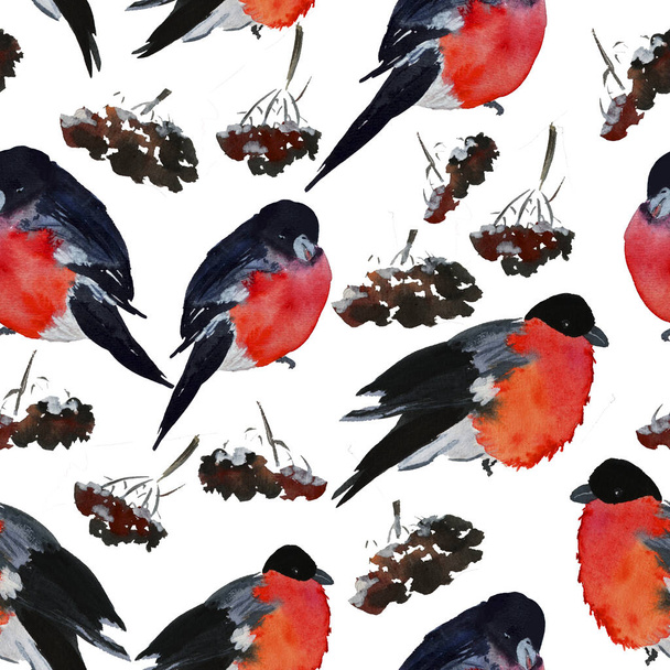 Finch invernale su abete rosso con neve a modello invernale su bianco
 - Foto, immagini