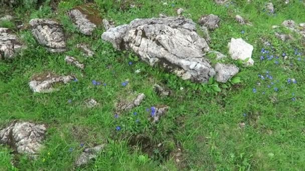 Ronde laat gentiaan bloem in alpen, Zillertal in Oostenrijk. (Gentiana orbicularis)) - Video