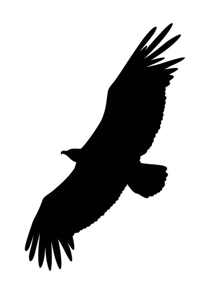 Griffon vulture  - Вектор,изображение