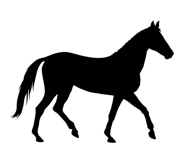 Horse - Вектор,изображение