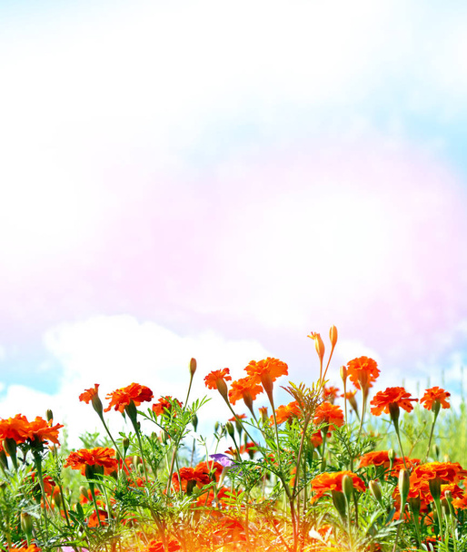 Барвисті яскраві квіти чорнобривці на тлі s
 - Фото, зображення