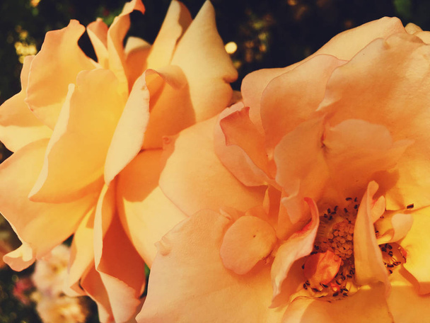 Prachtige bloeiende Rose bloem bij zonsondergang, bloemen schoonheid backgrou - Foto, afbeelding