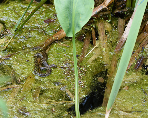 viperine water snake (Natrix maura) in situ on a water - Photo, Image