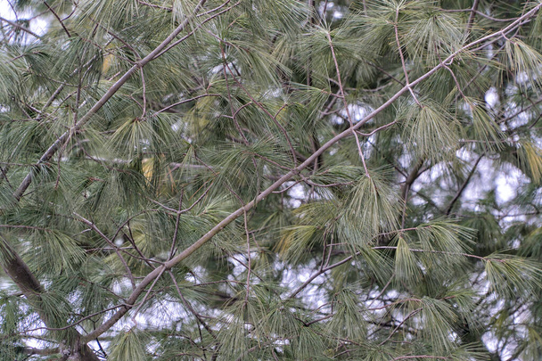 green young pine branches. background - Photo, Image