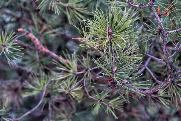 green young pine branches. background - Photo, Image
