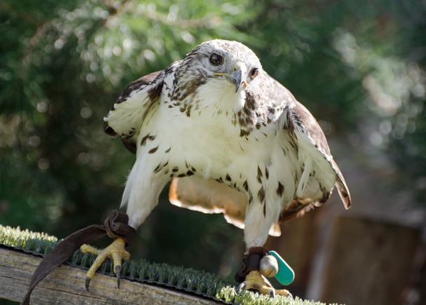 Saker falcon (Falco cherrug) watching prey - Photo, Image