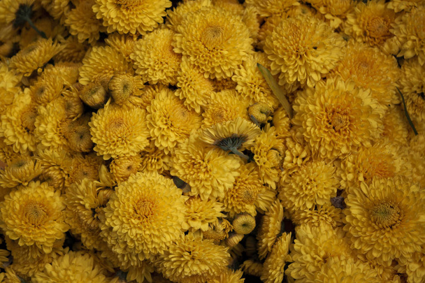 a bouquet of yellow flowers of chrysanthemums - Fotografie, Obrázek