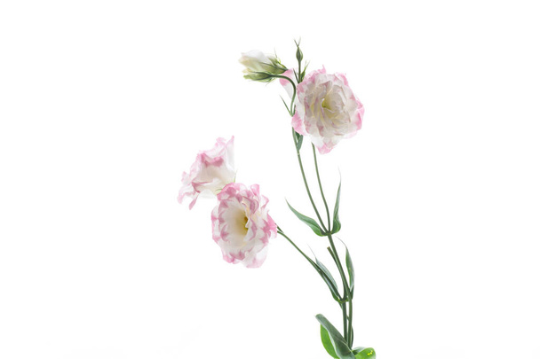 beautiful pink lisianthus flowers isolated on white - Фото, изображение