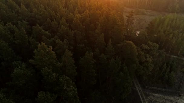 forest landscape aerial view countryside skyline - Video, Çekim