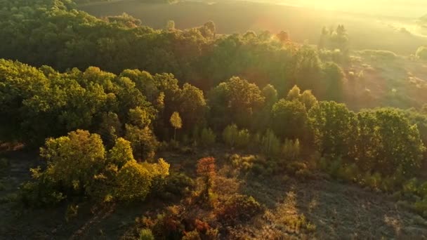 forest landscape flyover nature field sunbeams - Materiał filmowy, wideo