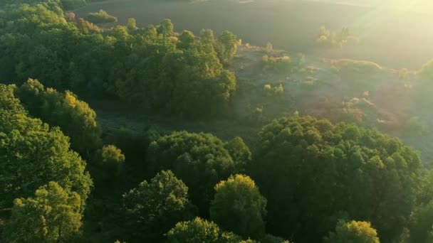 countryside scenery forest trees flying over - Video