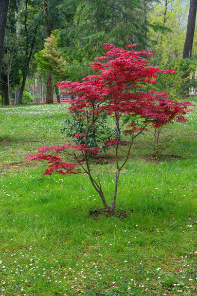 春に紅葉したカエデの木。モンテネグロ,ティヴァト市の大都市公園 - 写真・画像