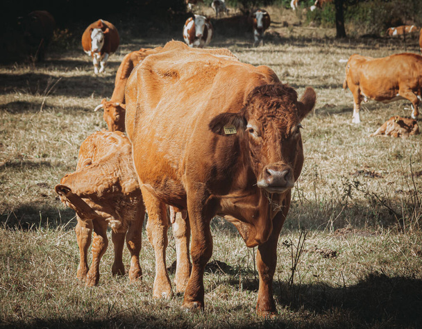 Szabadtartású fűz tehén borjával - Fotó, kép