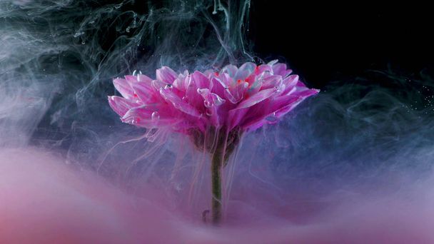 Suyun altında çiçek ve renkli mürekkep damlaları, parlak renkler - Fotoğraf, Görsel