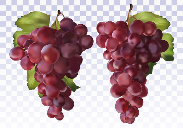 O ícone pôs uvas vermelhas. Uvas vermelhas frescas em fundo transparente. Uvas de mesa. Fruta realista 3D Uvas de vinho. Ilustração vetorial
 - Vetor, Imagem