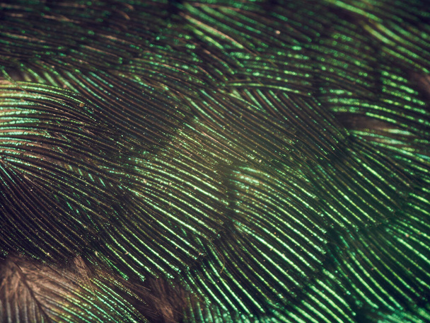 Hummingbird Feathers Close Up - 写真・画像
