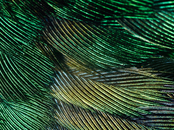 Kolibri-Federn aus nächster Nähe - Foto, Bild