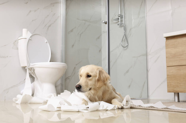 Cute Golden Labrador Retriever playing with toilet paper in bathroom - Фото, зображення