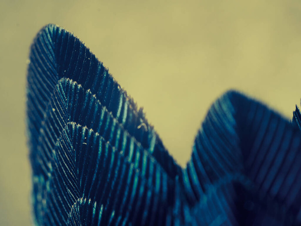 Hummingbird Feathers Close Up - Photo, Image
