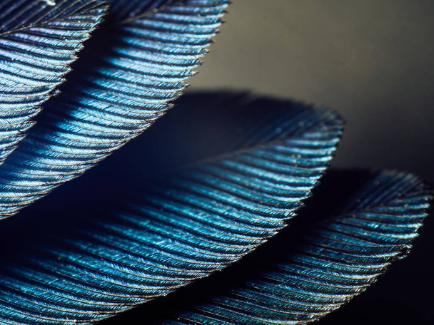 Hummingbird Feathers Close Up - Φωτογραφία, εικόνα