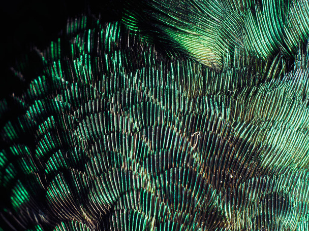 Plumes de colibri Fermer
 - Photo, image